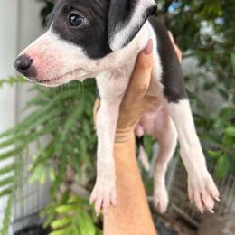 Girl 2 - White and black female Italian Greyhound puppy in Southwest Florida, Florida from Woofford Italian Greyhounds