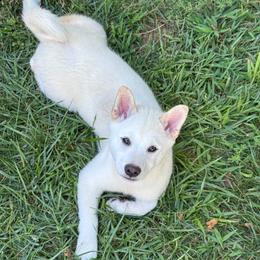 Leo - Cream male Shiba Inu puppy in Carpentersville, Illinois from Veronika's Shiba Inus
