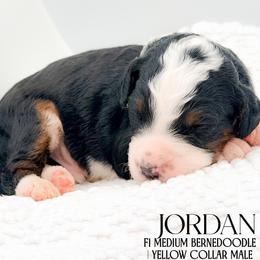 Jordan - Tri-color male Bernedoodle puppy in Tipton, Indiana from Country Creek Doodles