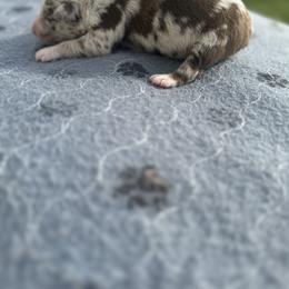 Barney - Red merle male Australian Shepherd puppy in Laotto, Indiana from Circle B working Aussies