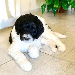 Chance - Black and white male Bernedoodle puppy in Huntsville, Alabama from Falcon Ridge Doodles