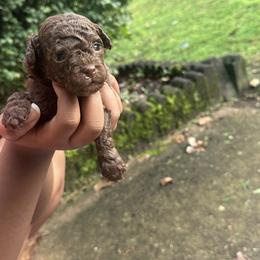 Plucky - Brown male Poodle puppy in Chattanooga, Tennessee from SoftPaw Kennels
