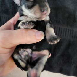 Girl 2 - Black and silver female Miniature Schnauzer puppy in Dalton, Minnesota from Julie Moore's Miniature Schnauzers