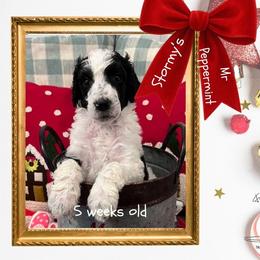 Peppermint - Parti male Poodle puppy in Ocean Springs, Mississippi from Forever Summer Standard Poodles