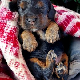 Cocker Spaniel Puppies from Hallmark Cocker Spaniels