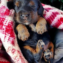 Cocker Spaniel Puppies from Hallmark Cocker Spaniels