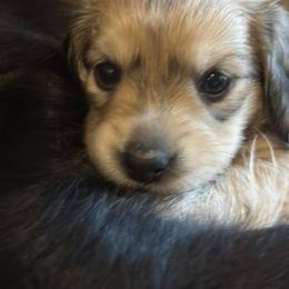 Rosie - Cream female Dachshund puppy in North Auburn, California from Bell-Webb Ranch Doxies
