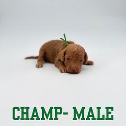 Champ - Red male Aussiedoodle puppy in West Monroe, Louisiana from Diamond M Poodles and Doodles