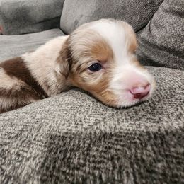 Girl 1 - Red merle female Miniature Australian Shepherd puppy in Cedar Rapids, Iowa from Bornagain Paws