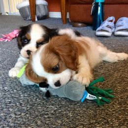 Cavalier King Charles Spaniel Puppies from Abbey Road Cavaliers