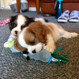Cavalier King Charles Spaniel Puppies from Abbey Road Cavaliers