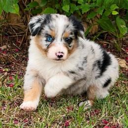 Malibu - Blue merle female Australian Shepherd puppy in Howardsville, Virginia from Spectacular Aussies and Cavaliers