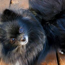 Delilah - Pomeranian