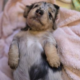 Black cream dapple - Black and cream male Dachshund puppy in Ethel, Washington from Mickey's Miracle Doxies