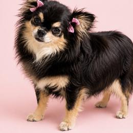 Bella - Chihuahua
