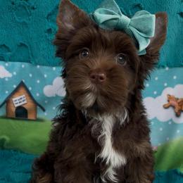 Dove (White) - Chocolate, tan and white female Yorkshire Terrier puppy in Parkersburg, West Virginia from Chocolate Diamonds in the RUFF