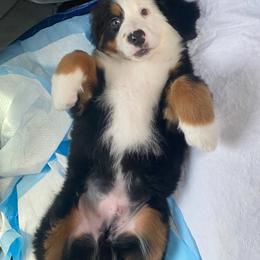 Airedale Terrier, Bernedoodle, and Bernese Mountain Dog Puppies from Beitzel Babies