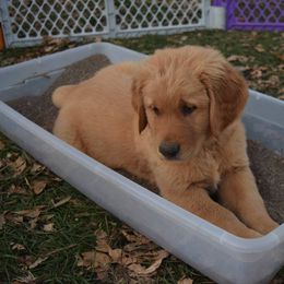 Golden Retriever Puppies from Tammy P. Roth