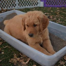 Golden Retriever Puppies from Tammy P. Roth