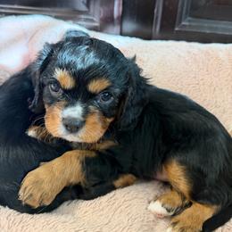 Duke - Black and tan male Cavalier King Charles Spaniel puppy in Parker, Colorado from Infinity Paws Cavaliers