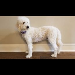 Bella - Labradoodle