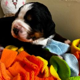 Red Basil - Black rust and white female Bernese Mountain Dog puppy in Carlotta, California from Aunt-T’s Australian Shepherds