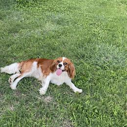 Jasper - Cavalier King Charles Spaniel