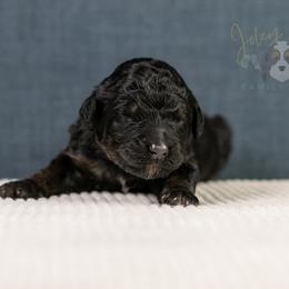 Amy Standard Bernedoodle - Phantom female Bernedoodle puppy in Eureka, Illinois from Joley Aire Family Dogs