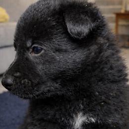 Green - Black male German Shepherd puppy in Saluda, South Carolina from Ray Ranch, LLC
