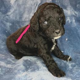Emmy - Black female Cockapoo puppy in Bedford, Iowa from Our Father’s Doodles