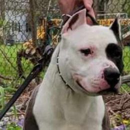 Phantom - American Staffordshire Terrier