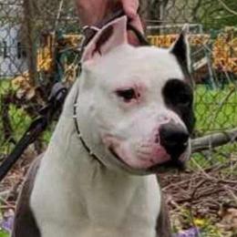 Phantom - American Staffordshire Terrier