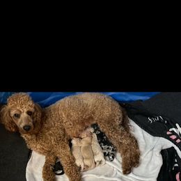 Goldendoodle puppies from 4F Farms