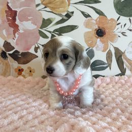 Puppy 2 - Dapple female Dachshund puppy in Fort Worth, Texas from Honey B’s Doxies
