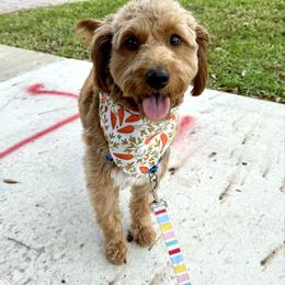 Cookie - Goldendoodle