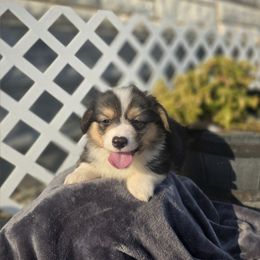 Indy (FLUFFY) championship bloodlines - Black and tan male Pembroke Welsh Corgi puppy in Valley, Washington from Enchanted Valley Paws
