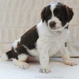 Chestnut - Parti female Goldendoodle puppy in Lancaster, Pennsylvania from Doodles in the Skye