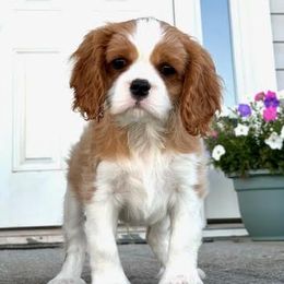 Boy 1 - Blenheim Cavalier King Charles Spaniel puppy in Mt. Ulla, North Carolina from Divine Cavaliers
