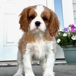 Boy 1 - Blenheim Cavalier King Charles Spaniel puppy in Mt. Ulla, North Carolina from Divine Cavaliers