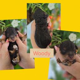 Woody - Phantom male Bernedoodle puppy in Decatur, Tennessee from Diamond's Doodles