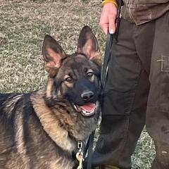 Aika - German Shepherd