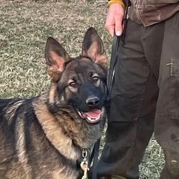 Aika - German Shepherd