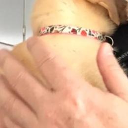 Labrador Retrievers from Labradorable Acres