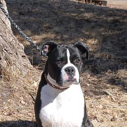 Remi - Boxer