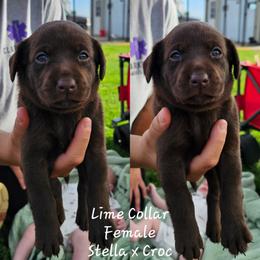 Lime Green Collar - Chocolate female Labrador Retriever puppy in Boyd, Minnesota from Lindley Labradors