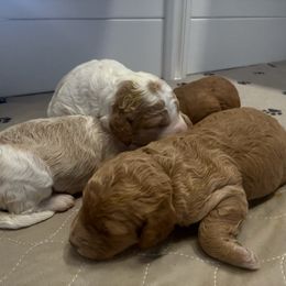 Goldendoodle puppies from Serrano Pups