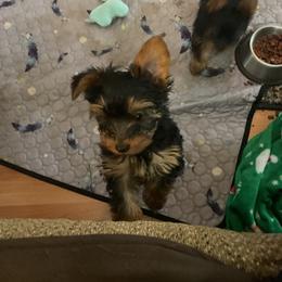 Yorkshire Terrier Puppies from Yorkies of Julington Creek