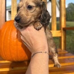 Axel - Cream male Dachshund puppy in Dawson, Alabama from Bells Dashing Dachshunds