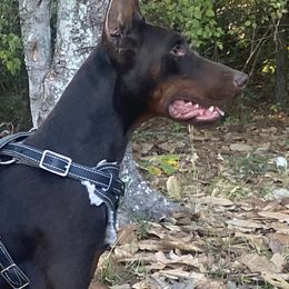 Vidar - Doberman Pinscher