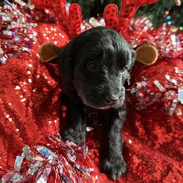 Goldendoodle Puppies from Sweetgrass Goldendoodles of Moncks Corner